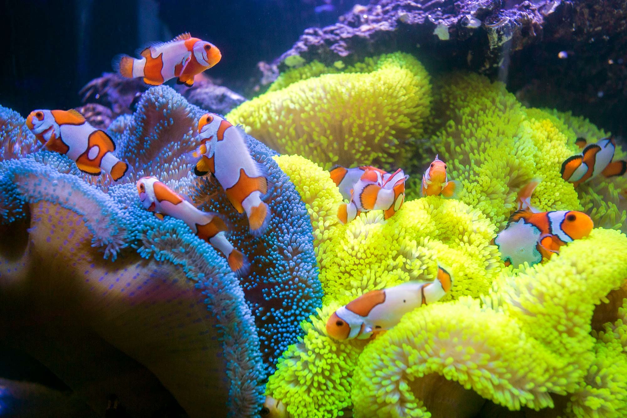 Reef, Sea, Amphiprion, Fish, Coral Reef