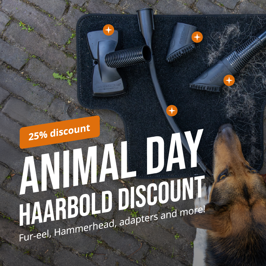 Dier, Hondje, Hond, Zoogdier, Huisdier